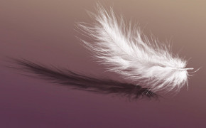 Feather Desktop HD Wallpaper 36804