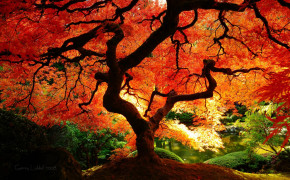 Fall Wallpapers 03472