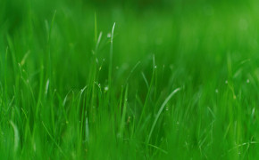 Green Grass Wallpaper 03813