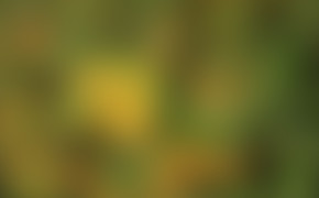 4K Green Blurred Background Wallpapers 40833