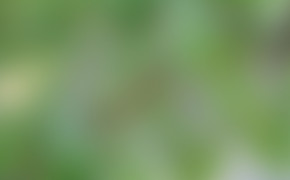 4K Green Blurred Background Wallpaper 40832