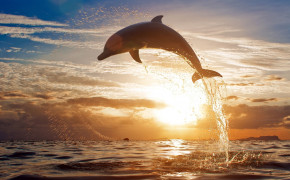Dolphin Jump Wallpaper 00409