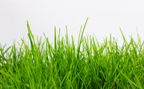 Grass HD Wallpapers 03942