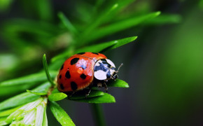 Ladybug HD Wallpapers 03966