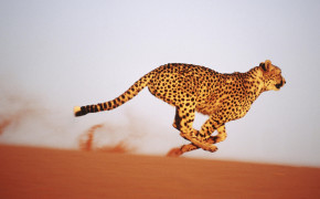 Running Cheetah HD Desktop Wallpaper 41997