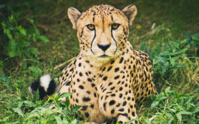 Cheetah Background 4K Wallpapers 41668