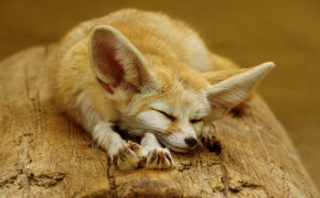 Sleeping Fennec Fox Desktop Wallpaper 42129