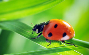 Ladybug Desktop Wallpaper 03965