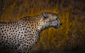 Cheetah Background HD 4K Wallpapers 41666