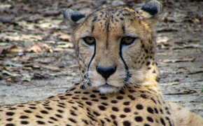 Cheetah Desktop HD 4K Wallpaper 41671