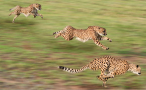 Running Cheetah Best HD 4K Wallpaper 41993