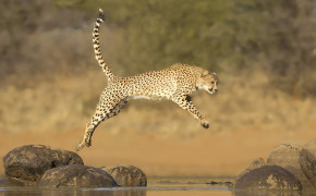 Running Cheetah Widescreen Wallpapers 42003