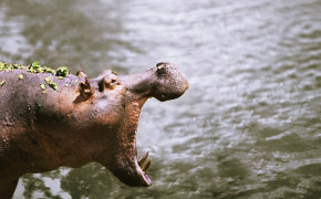 Hippopotamus Best HD Wallpaper 41826