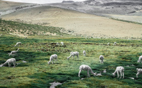 Alpaca Background 4K Wallpapers 41523