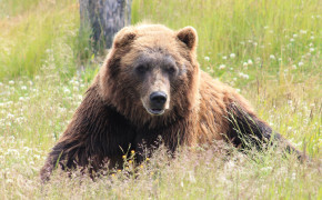 Brown Grizzly Bear HD 4K Wallpapers 41625