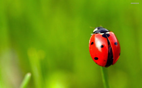 Ladybug 03968