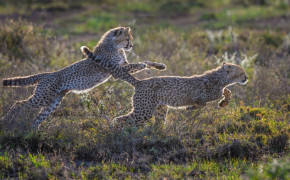 Running Cheetah Wallpaper 42002