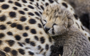 Cheetah Cub Background Wallpaper 41685