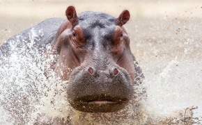 Hippopotamus Desktop Widescreen Wallpaper 41830