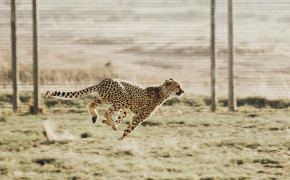 Running Cheetah HD Background 4K Wallpaper 41996
