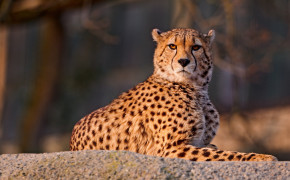 Sitting Cheetah Best Wallpaper 42117