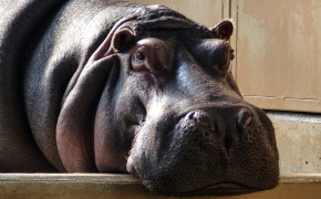 Hippo Background Wallpapers 41802
