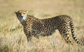 Cheetah HD Background 4K Wallpaper 41674