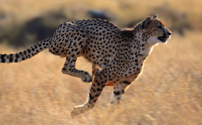 Running Cheetah 4K Wallpaper HD 42001
