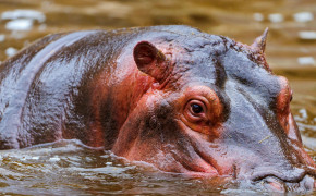 Hippopotamus Wallpaper 41837