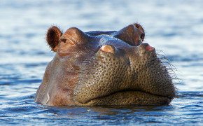 Hippopotamus HD Wallpaper 41833