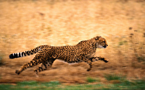 Running Cheetah Desktop Wallpaper 41995