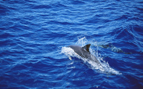 Dolphin Swim In Sea Wallpaper 00414