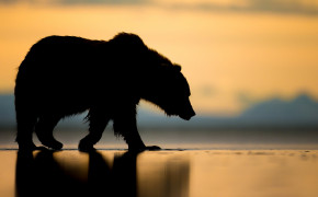 Brown Grizzly Bear HD Desktop Wallpaper 41624