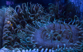 Sea Anemone High Definition 4K Wallpaper 42016