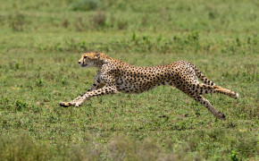 Running Cheetah HD Wallpaper 41998