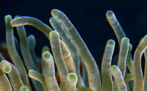 Sea Anemone HD Wallpapers 42015