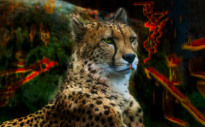 Sitting Cheetah Best HD Wallpaper 42116