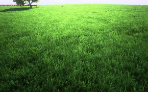 Grass Background Wallpaper 03939
