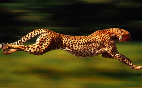 Running Cheetah Background Wallpaper 41991