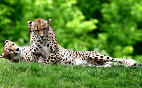 Sitting Cheetah Background Wallpaper 42114