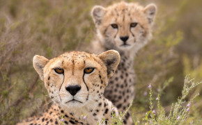 Cheetah HD Wallpaper 41676
