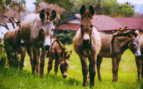 Donkey Background HD 4K Wallpapers 41736