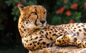 Sitting Cheetah HD Wallpaper 42121