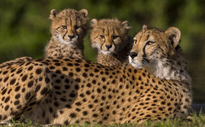 Cheetah Cub HD Wallpaper 41692