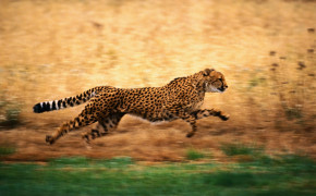Running Cheetah HD Wallpapers 41999