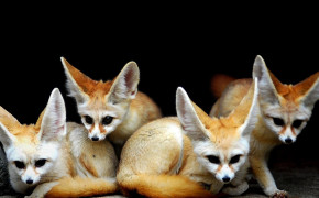 Fennec Fox Background HD Wallpapers 41779