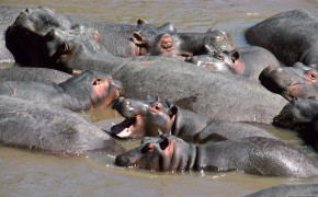 Hippopotamus Desktop Wallpaper 41829