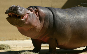 Hippopotamus Wallpaper HD 41836