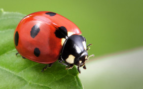 Ladybug Background Wallpaper 03964