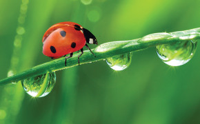Ladybug Wallpapers 03967